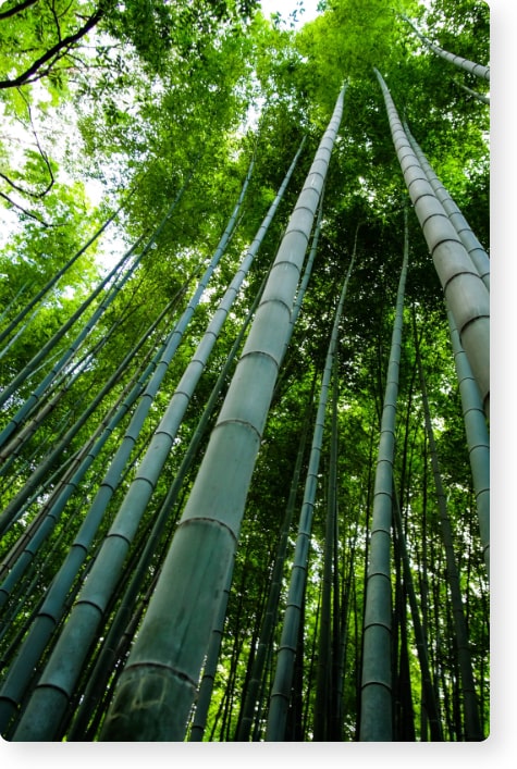 Avantage écologique du Bambou Forêt de Bambou